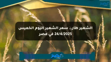الشعير طار.. سعر الشعير اليوم الخميس 24/4/2025 في مصر